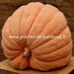 Potiron atlantic giant graines de bambous fr