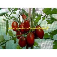 Prune noire graines de tomate