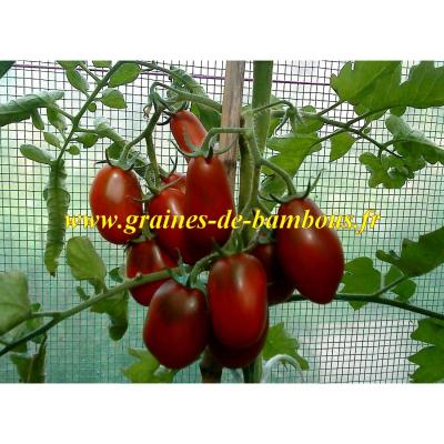 Tomate prune noire semences