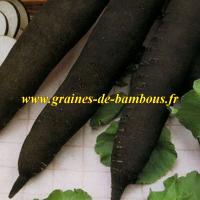 Graines de Radis noir long