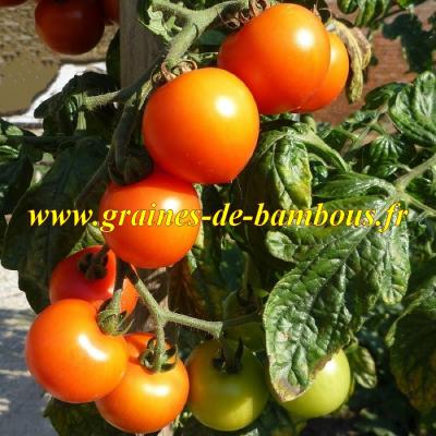 Tomate cerise figiel orange graines de bambous fr