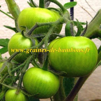 Tomate verte evergreen graines