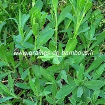 Silene enfle silene vulgaris graines