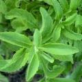 stevia-la-plante-a-sucre-1.jpg