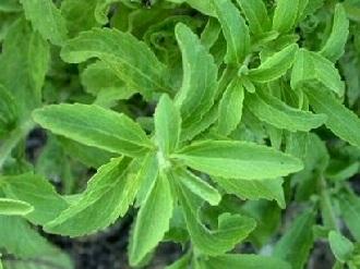 stevia-la-plante-a-sucre-1.jpg