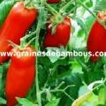 tomate-andine-cornue-site-www-grainesdebambous-com.jpg