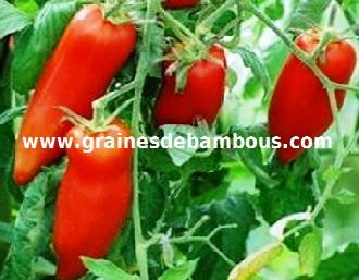 tomate-andine-cornue-site-www-grainesdebambous-com.jpg