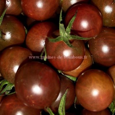 Tomate black cherry semences