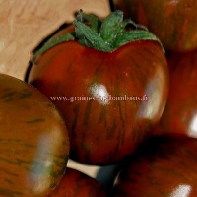 Tomate black zebra graines semences