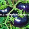 tomate-bleue-www-grainesdebambous-com-2.jpg