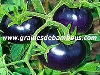 tomate-bleue-www-grainesdebambous-com-2.jpg