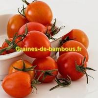 Tomate borghese graines de bambous eu