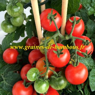 Graines tomate rotkappchen ou chaperon rouge