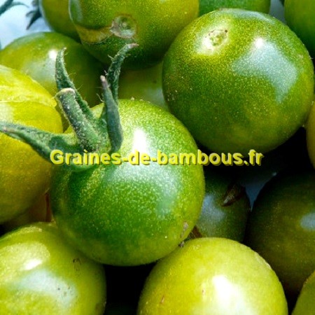 Graines Tomate cerise verte ancienne 'Green Grape