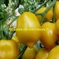 Tomate citron graines non traitees