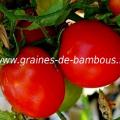 tomate-de-siberie-www-graines-de-bambous-fr.jpg