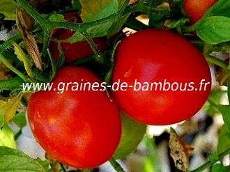 tomate-de-siberie-www-graines-de-bambous-fr.jpg