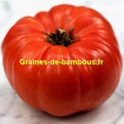 Tomate dutchmann graines de variete ancienne