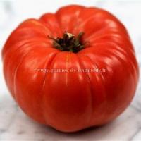 Tomate dutchmann graines non traitees