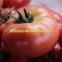 Tomate geante belge rose graines