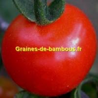 Tomate glacier variete ancienne graines