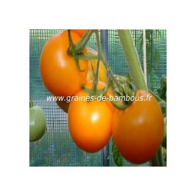 Tomate golden jubilee semences