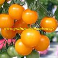 Tomate golden sunray graines