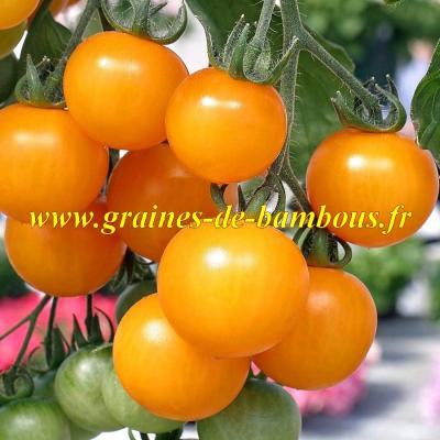 Tomate golden sunray graines