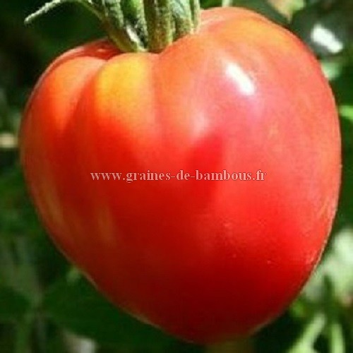 Tomate Cœur de Bœuf Jaune - Mille Variétés Anciennes