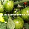 tomate-green-zebra-site-www-grainesdebambous-com.jpg