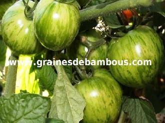 tomate-green-zebra-site-www-grainesdebambous-com.jpg