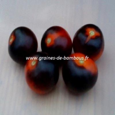 Tomate indigo rose graines non traitees