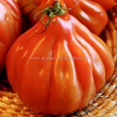 Tomate liguria graines de bambous fr