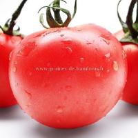 Tomate pomme rouge