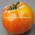 tomate-ponderosa-jaune-www-graines-de-bambous-fr-2.jpg