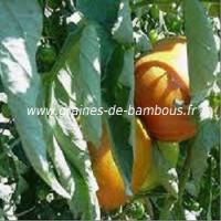 tomate-ponderosa-jaune-www-graines-de-bambous-fr-ll.jpg