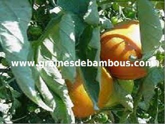 tomate-ponderosa-jaune-www-grainesdebambous-com.jpg