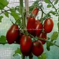 Tomate prune noire graines