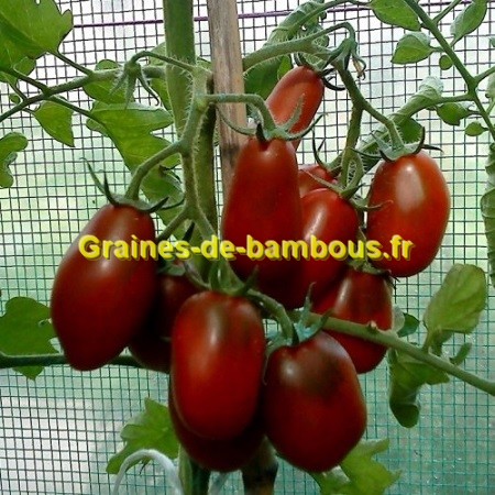 Graines de bambous