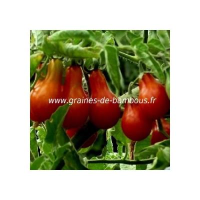 Cerise poire rouge tomate graines de bambous fr