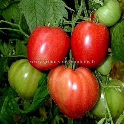 Tomate red strawberry graines