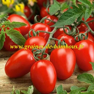 Tomate roma graines de bambous eu