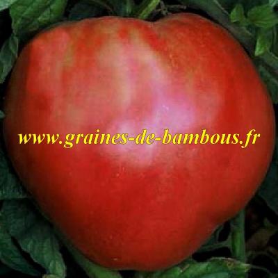 Tomate red strawberry graines de bambous fr