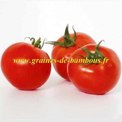 Tomate siberian graines de bambous fr