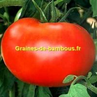 Tomate watermelon beefsteak variete ancienne graines