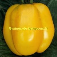 Tomate yellow stuffer graines de tomate non traitees