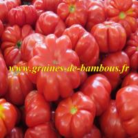 Tomate zapotec graines de bambous eu