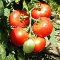 Tomatensamen bestellen tomate kremser perle lycopersicon esculentum demeter samen