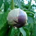 Tomatillo purple graines de tomatille