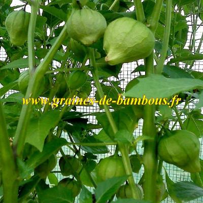 Tomatillo verde graines de bambous eu